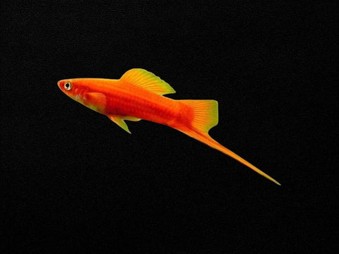 Assorted Swordtail