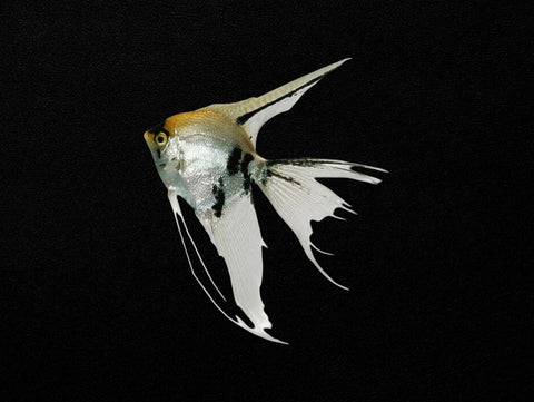 Assorted Veil Tail Angelfish