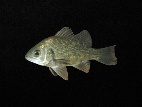Australian Bass