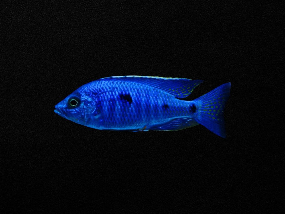 Azureus