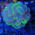 Bubble Coral AA001 | Plerogyra sinuosa