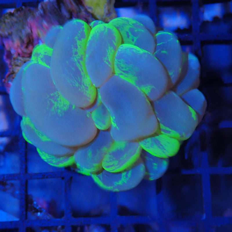 Bubble Coral AA01 Plerogyra sinuosa BC8300001