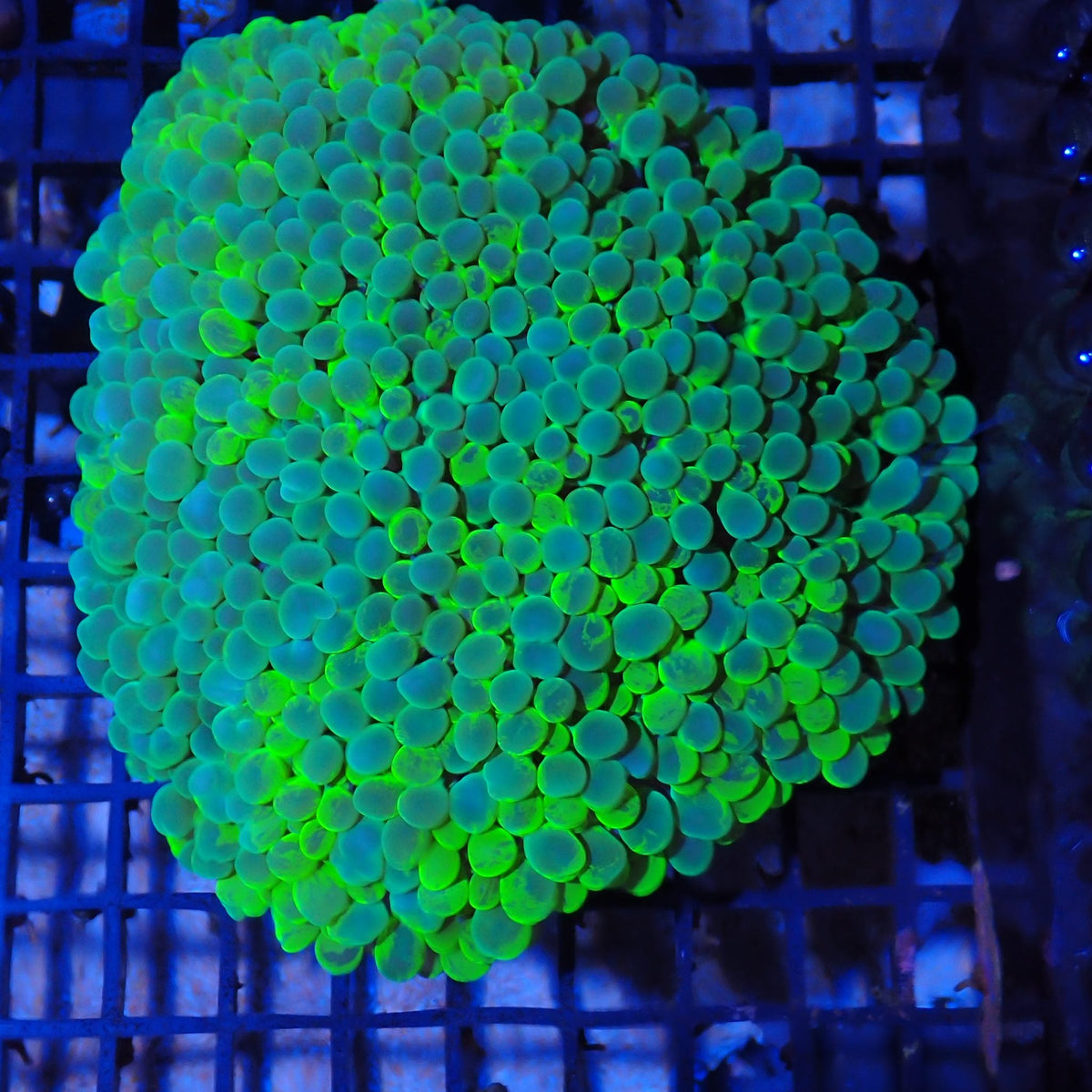 Bubble Coral AA002 | Plerogyra sinuosa