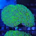 Bubble Coral AA003 | Plerogyra sinuosa