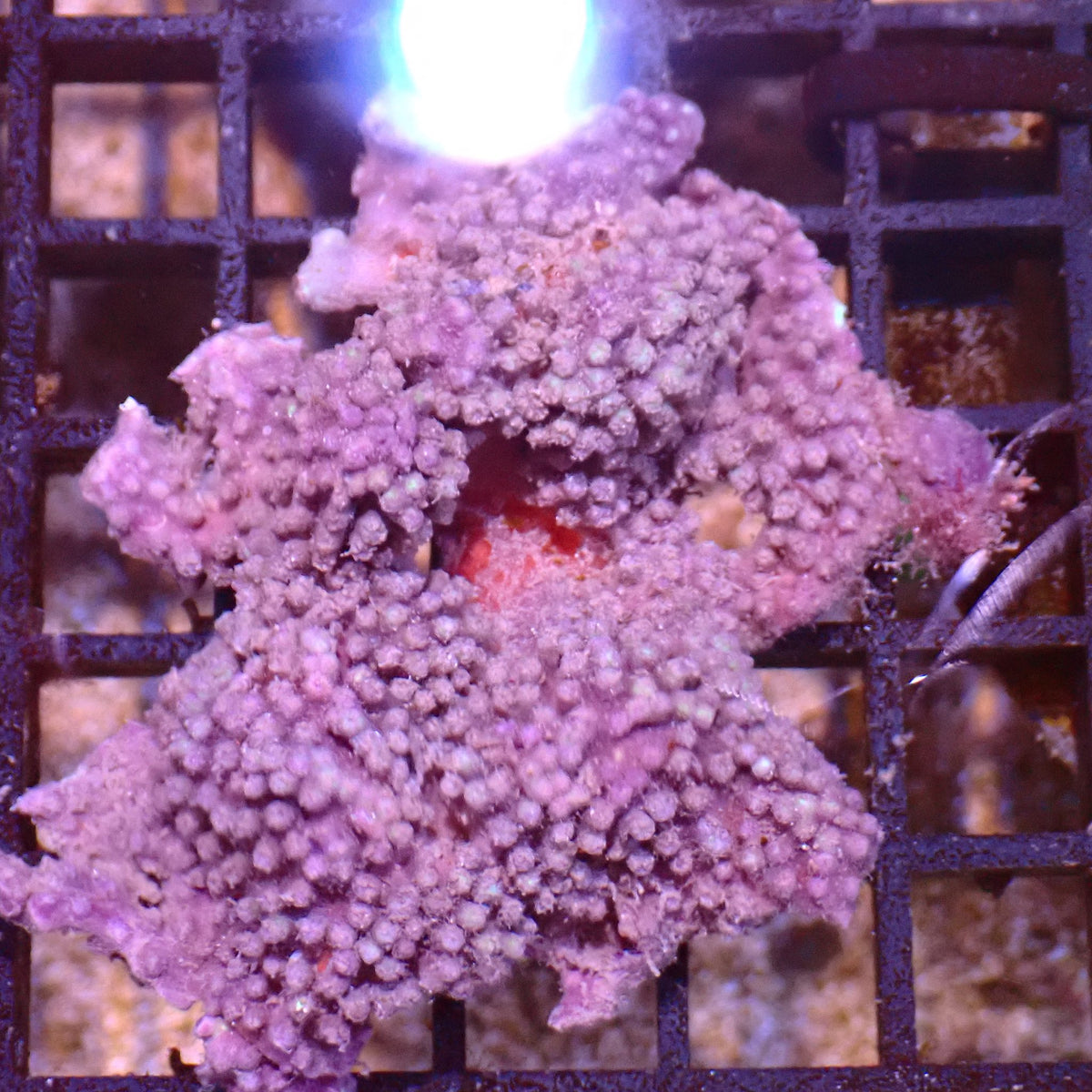 Blue/Green Star Polyp / Cespitularia AA001 | Cespitularia sp. at ← Red Sea 15k