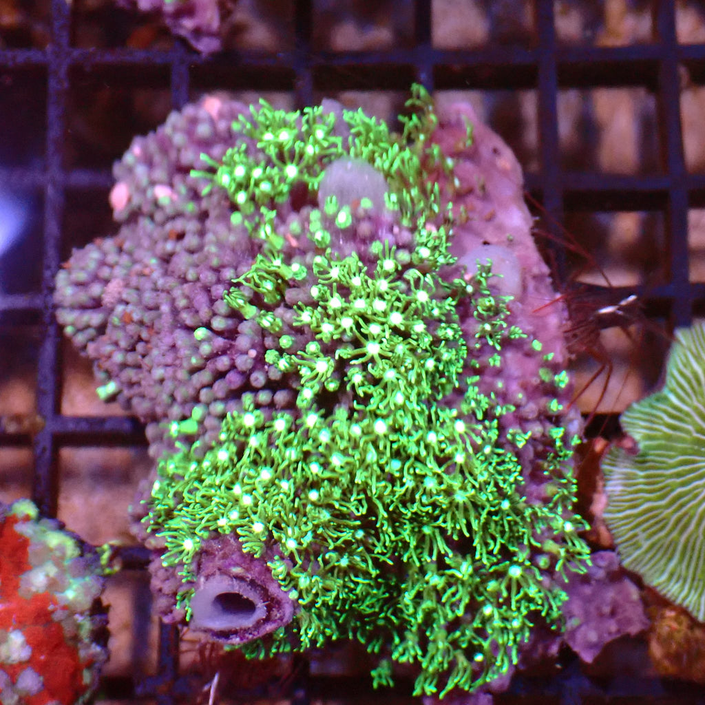 Blue/Green Star Polyp / Cespitularia AA002 | Cespitularia sp. - Red Sea 15K