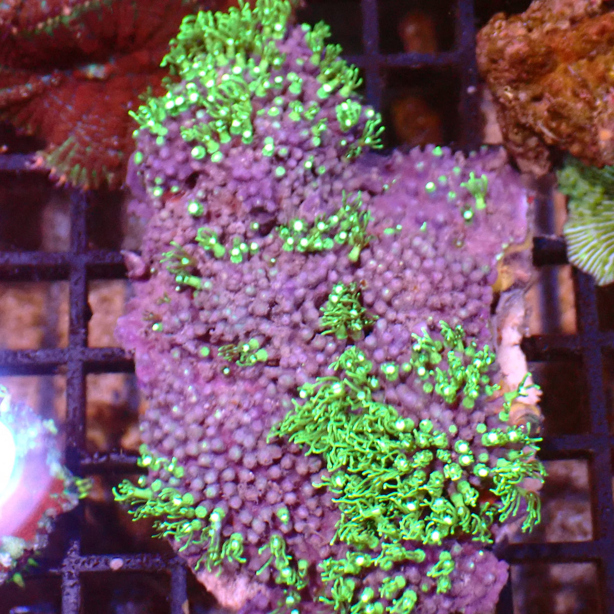 Blue/Green Star Polyp / Cespitularia AA003 | Cespitularia sp. at ← Red Sea 15k