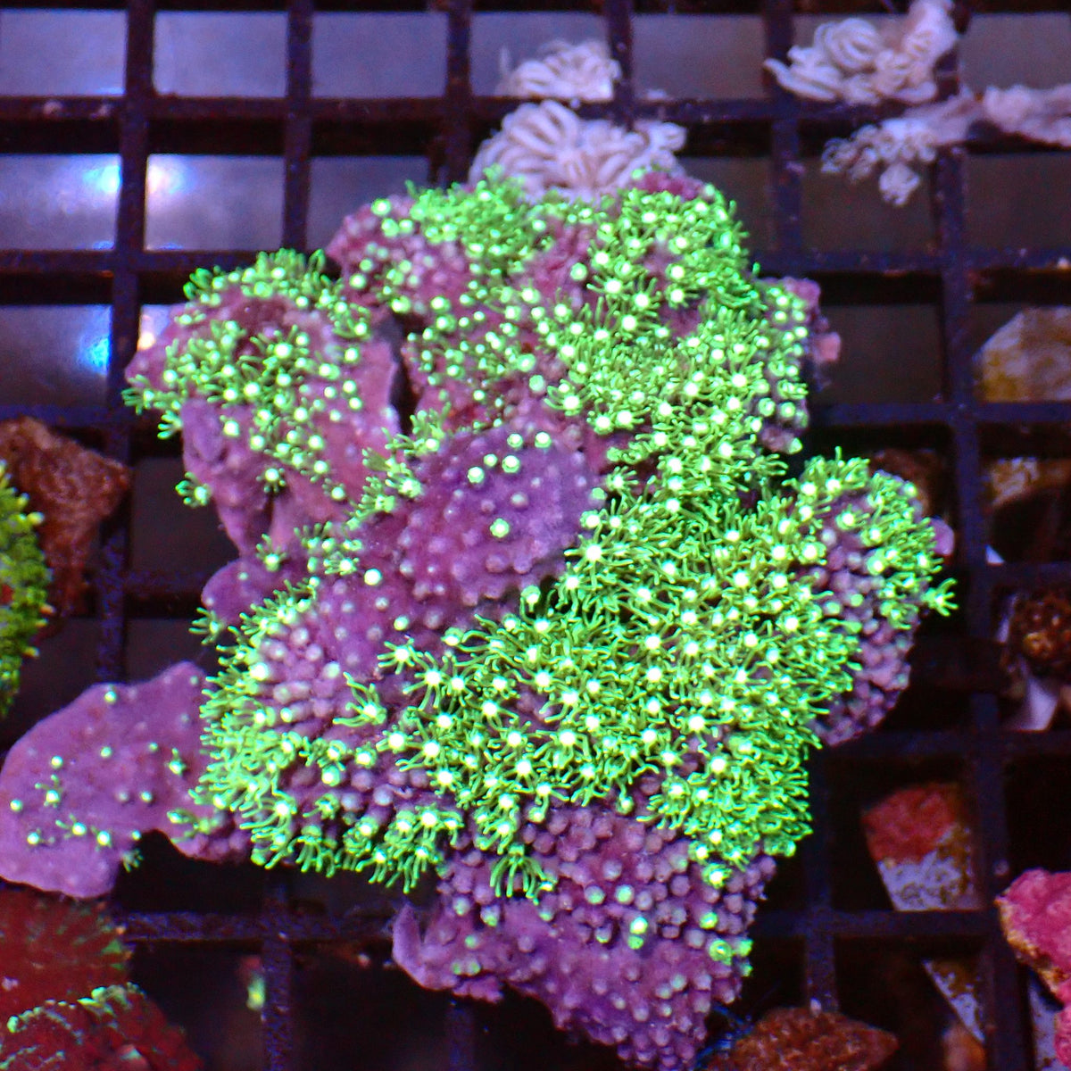 Blue/Green Star Polyp / Cespitularia AA004 | Cespitularia sp. at ← Red Sea 15k