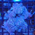 Blue/Green Star Polyp / Cespitularia AA001 | Cespitularia sp. - Red Sea 20K LED