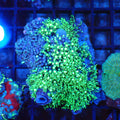 Blue/Green Star Polyp / Cespitularia AA002 | Cespitularia sp. - Red Sea 20K LED
