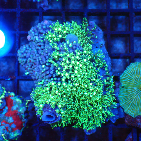Blue/Green Star Polyp / Cespitularia AA002 | Cespitularia sp. - Red Sea 20K LED