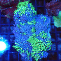 Blue/Green Star Polyp / Cespitularia AA003 | Cespitularia sp. - Red Sea 20K LED