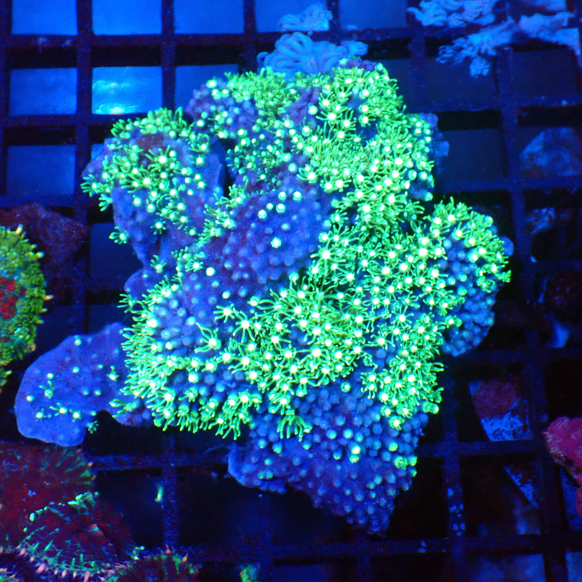 Blue/Green Star Polyp / Cespitularia AA004 | Cespitularia sp. - Red Sea 20K LED