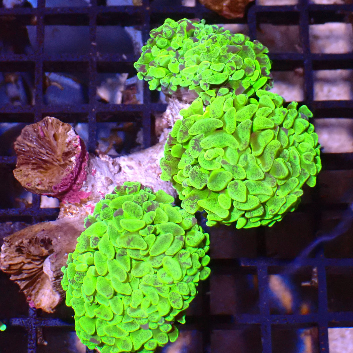 Branching Hammer Coral AA001 | Fimbriaphyllia paraancora at ← Red Sea 15k