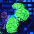 Branching Hammer Coral AA001 | Fimbriaphyllia paraancora - Red Sea 20K LED