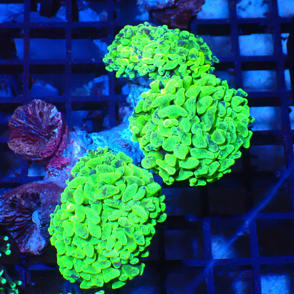 Branching Hammer Coral AA001 | Fimbriaphyllia paraancora at Red Sea 20k →