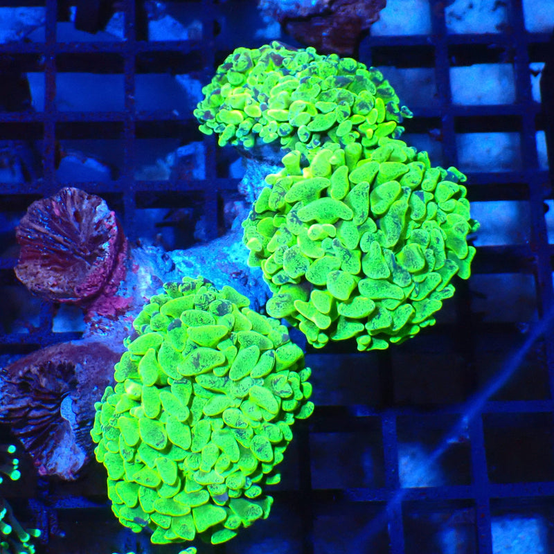 Branching Hammer Coral AA001 | Fimbriaphyllia paraancora - Red Sea 20K LED