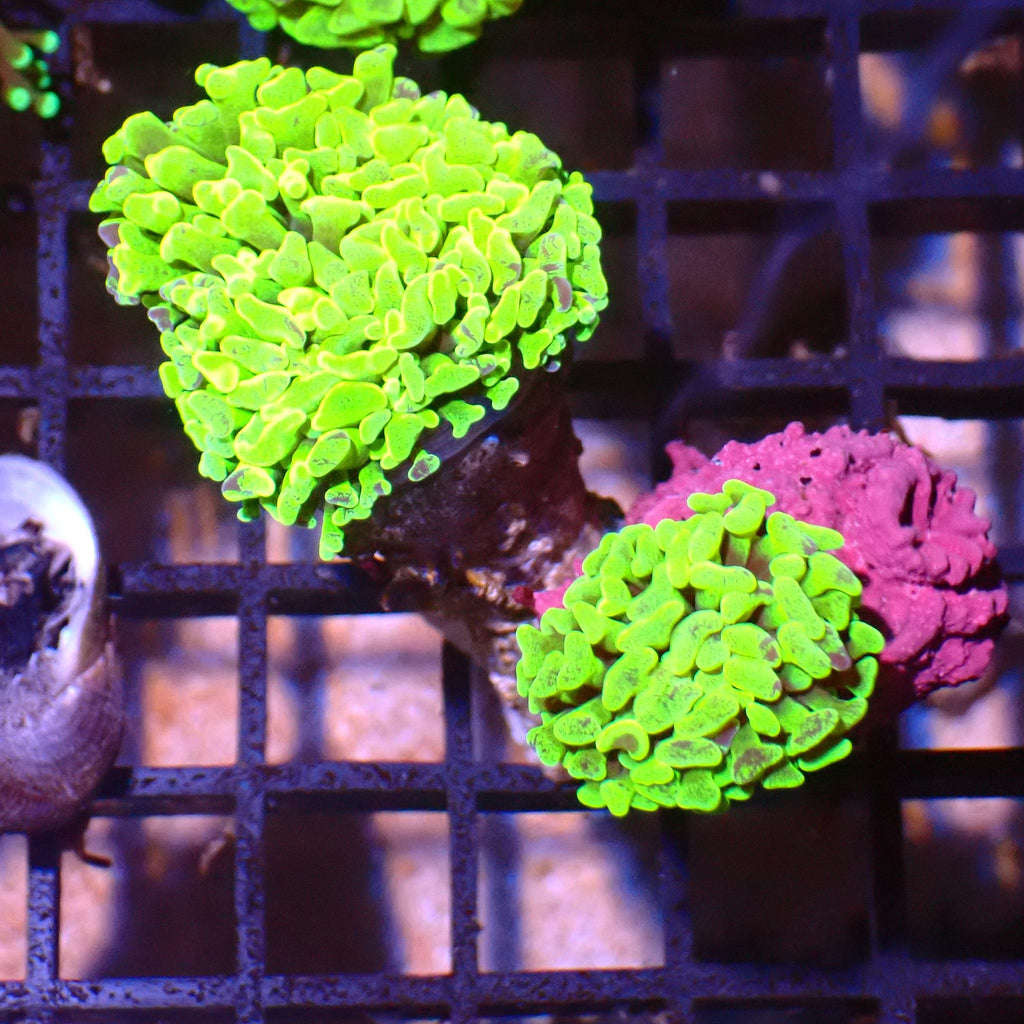 Branching Hammer Coral AA002 | Fimbriaphyllia paraancora - Red Sea 15K