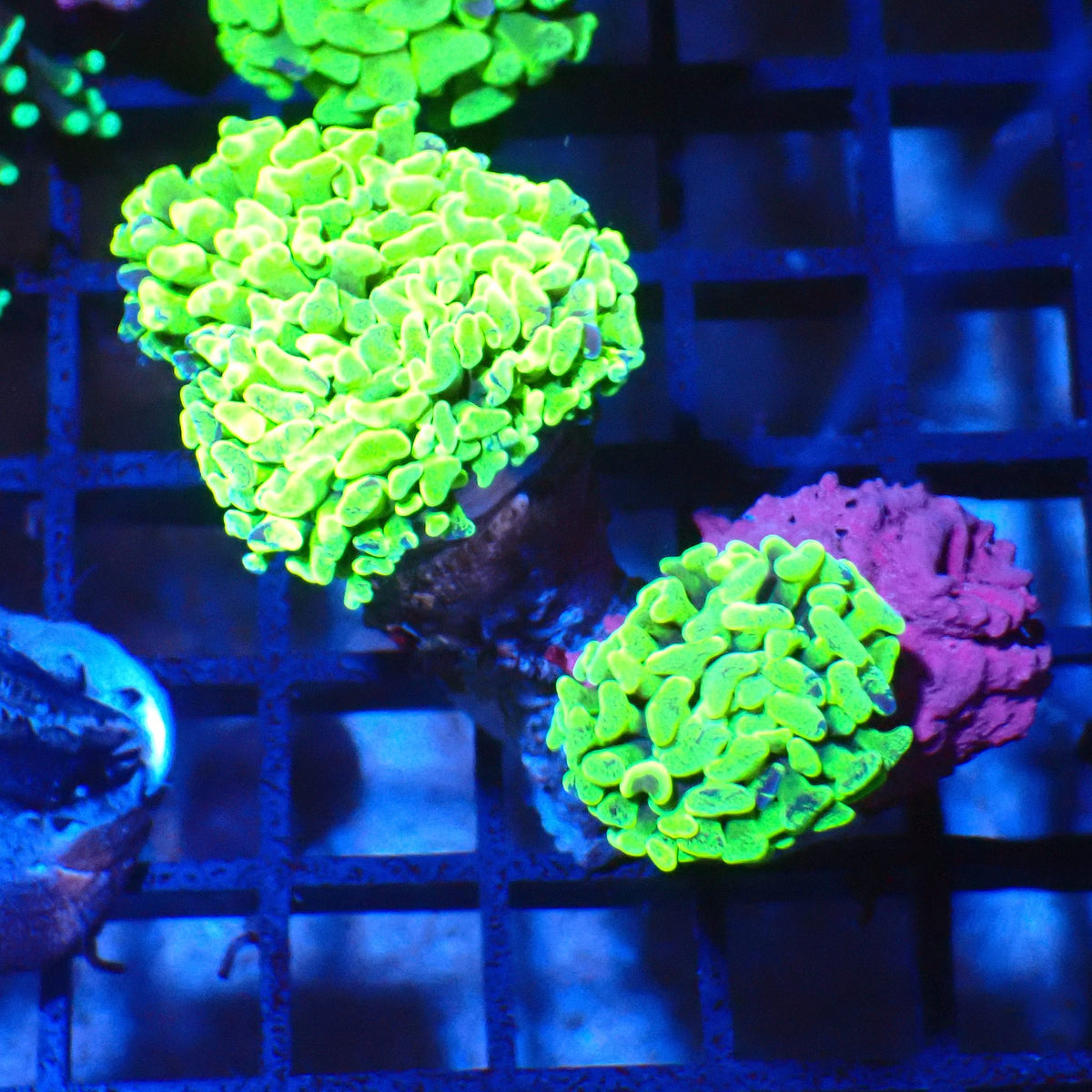 Branching Hammer Coral AA002 | Fimbriaphyllia paraancora - Red Sea 20K LED