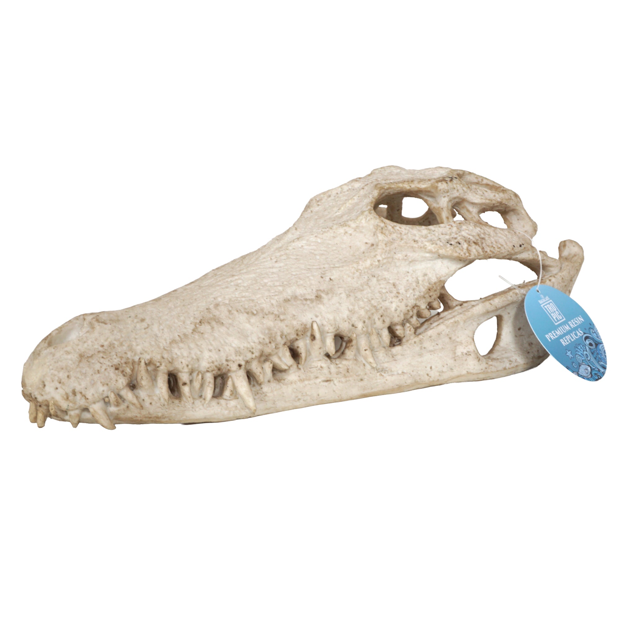 Bioscape Crocodile Skull 28 x 13 x 9cm