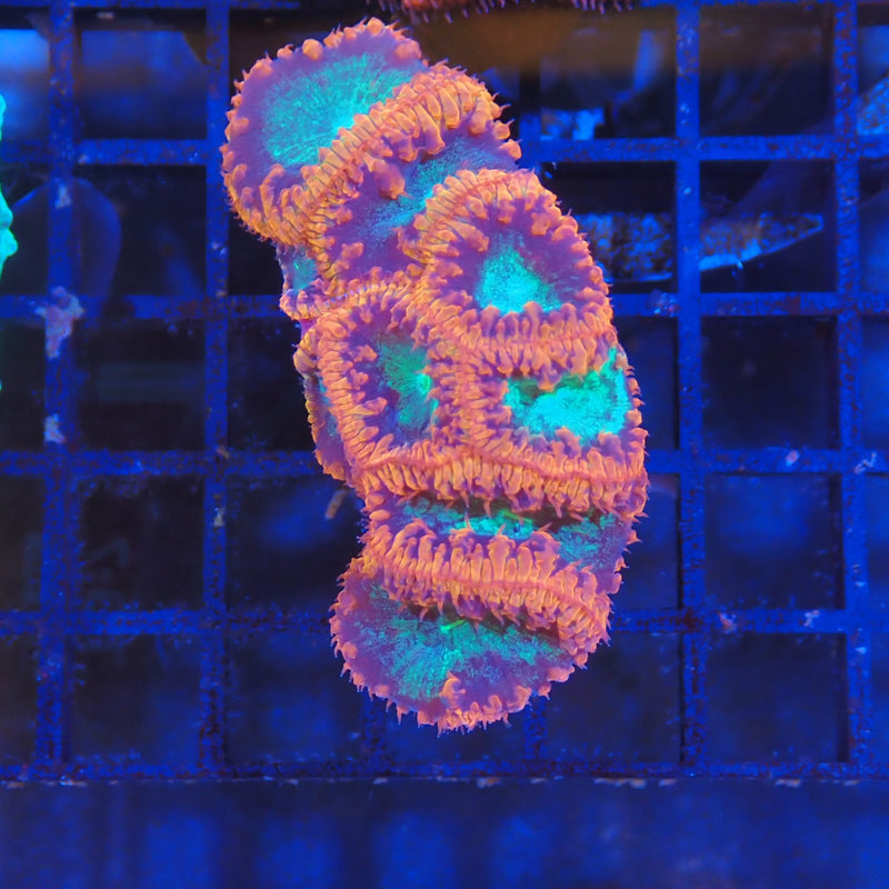 Blastomussa AA001 Blastomussa sp. BL8300001