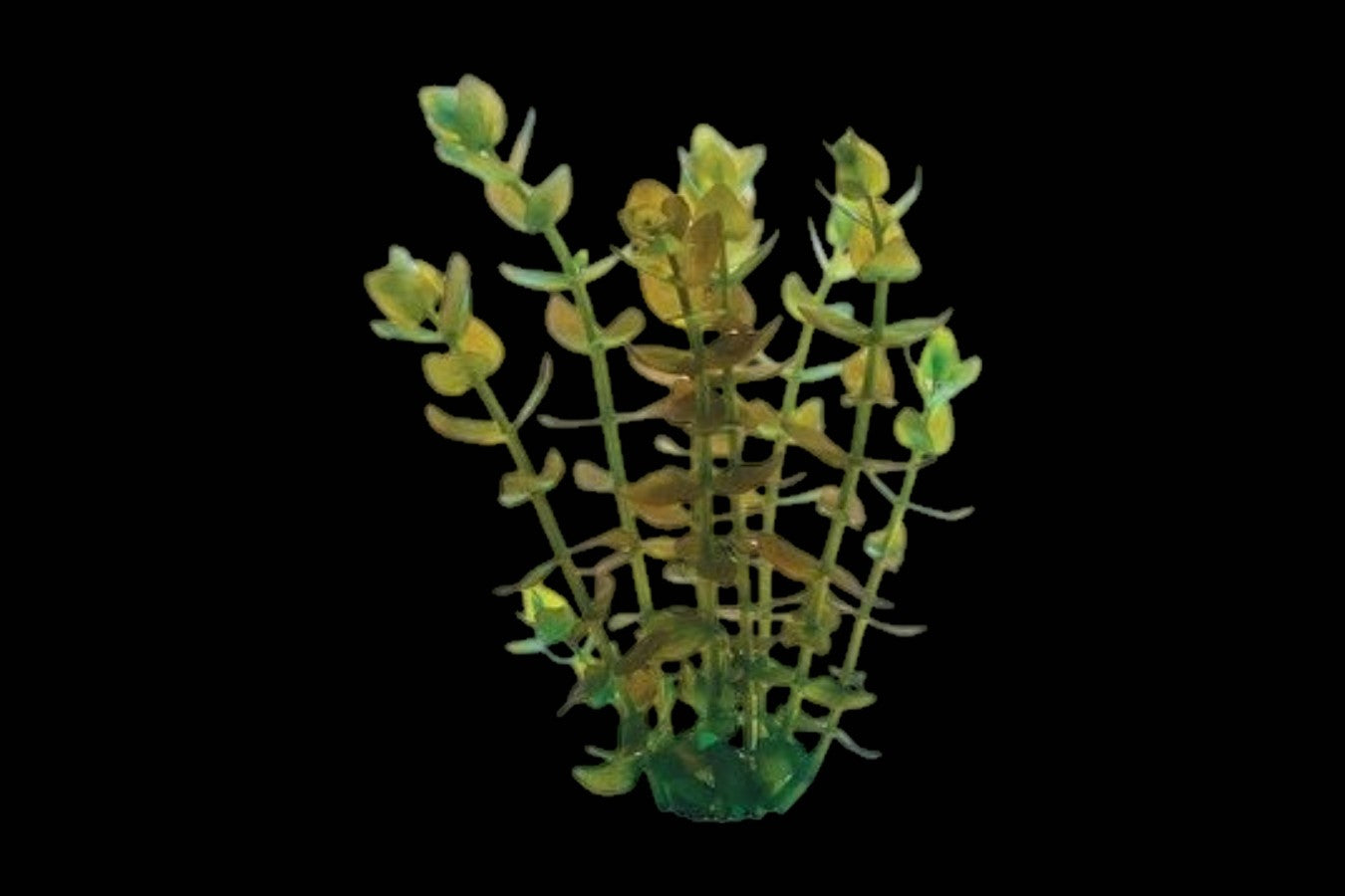 Bacopa
