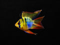 Blue Balloon Ram