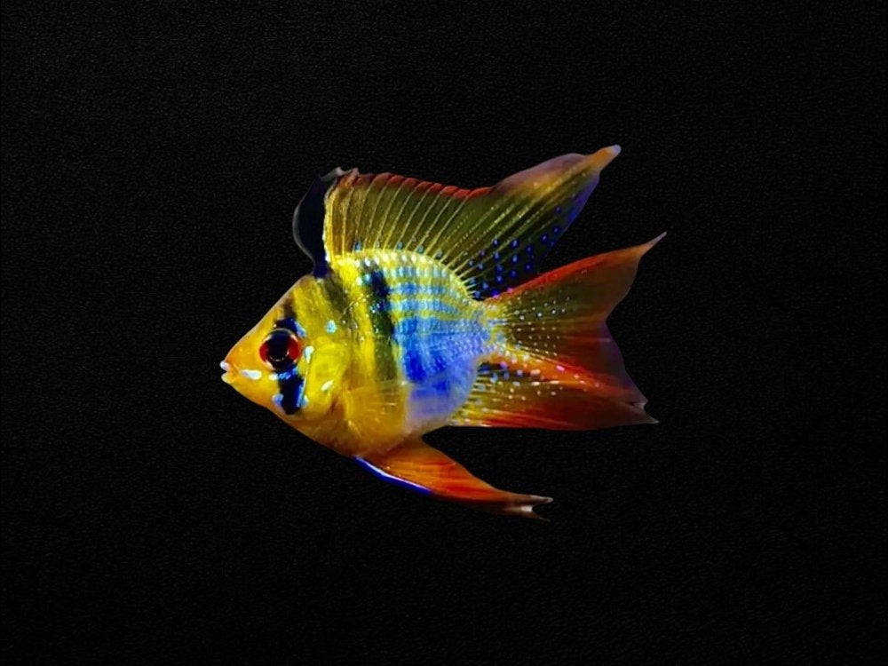Blue Balloon Ram