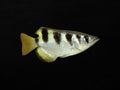 Banded Archerfish
