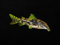 Banded Corydoras