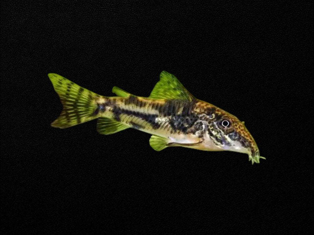Banded Corydoras