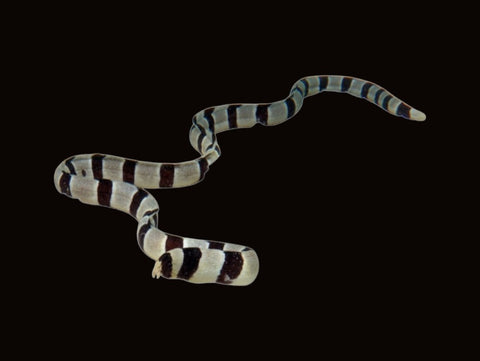 Banded Moray Eel | Myrichthys colubrinus