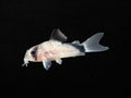 Bandit Corydoras