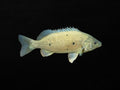 Barcoo Grunter