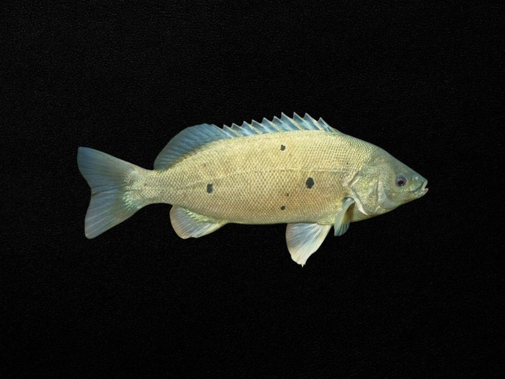 Barcoo Grunter