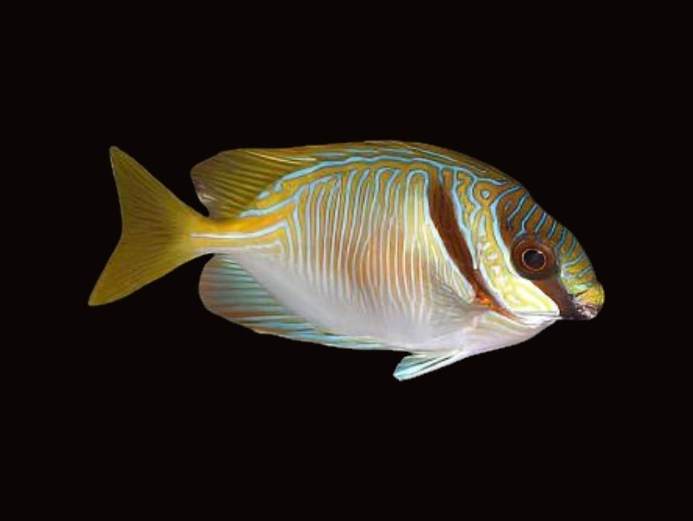 Barred Rabbitfish | Siganus doliatus