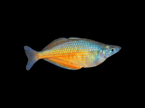Barred Rainbowfish Clearwater Creek