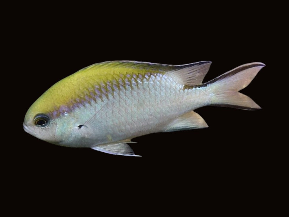 Barrier Reef Chromis | Chromis nitida
