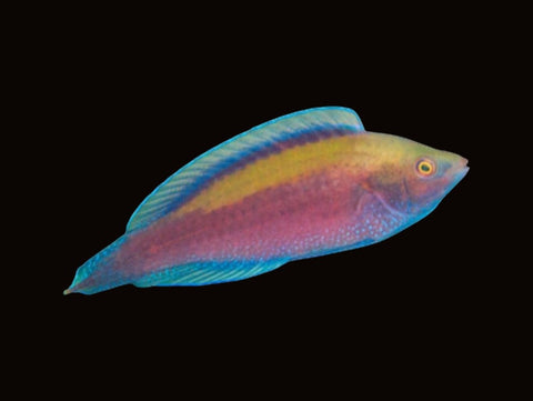 Beaus Fairy Wrasse Male | Cirrhilabrus beauperryi