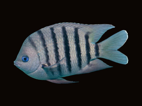 Bengal Sergeant | Abudefduf bengalensis