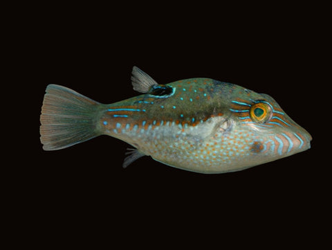 Bennett's Toby | Canthigaster bennetti
