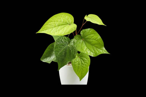 Betel Leaf Cuttings