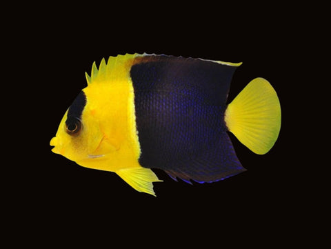 Bicolour Angelfish | Centropyge bicolor