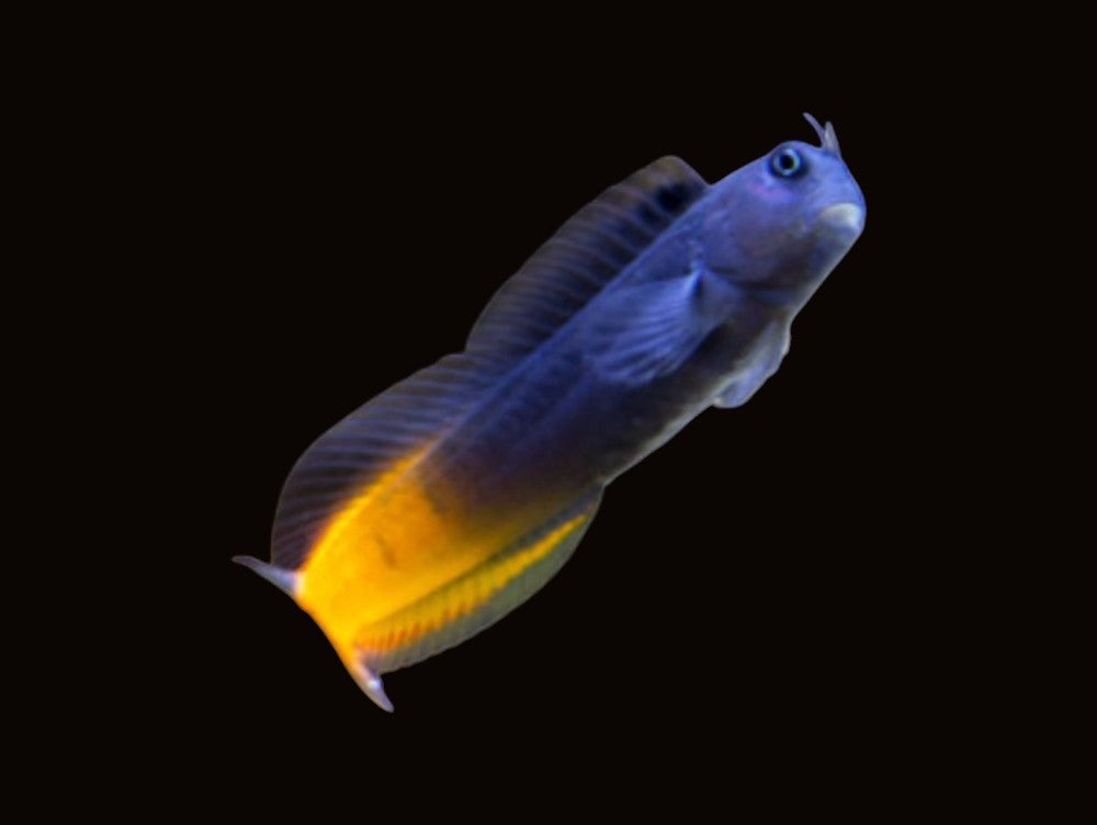 Bicoloured Blenny | Ecsenius bicolor
