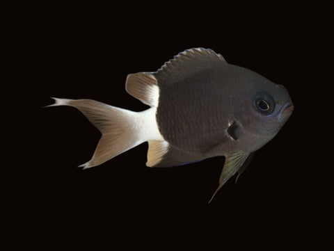 Bicolour Chromis | Chromis bicolour