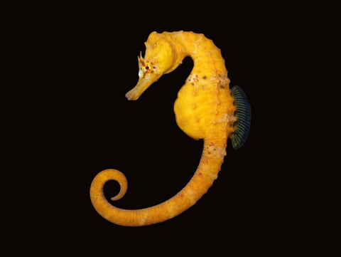 Bigbelly Seahorse | Hippocampus abdominalis