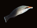Birdnose Wrasse Female | Gomphosus varius