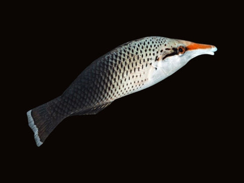 Birdnose Wrasse Female | Gomphosus varius