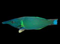 Birdnose Wrasse Male | Gomphosus varius