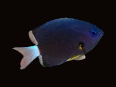 Blackbar Chromis | Chromis retrofasciata